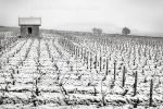 Aloxe Corton 5730.jpg